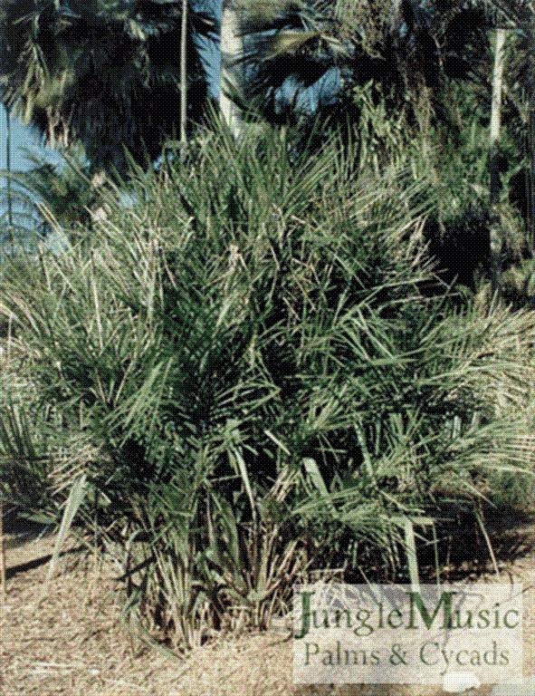 نخل سرگردان